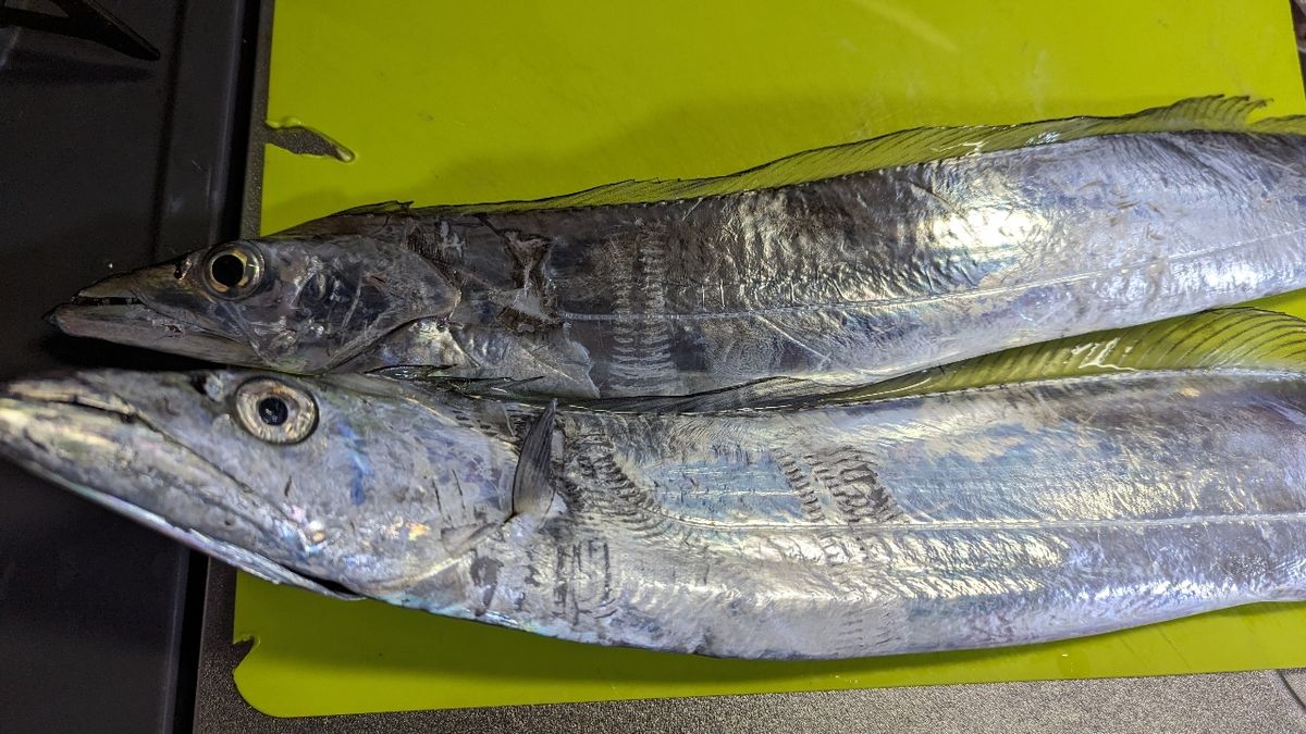 釣りじろーさんの釣果 2枚目の画像