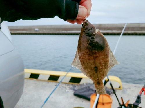 カレイの釣果