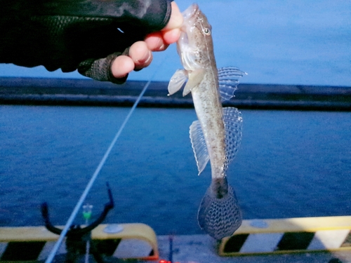 ハゼの釣果