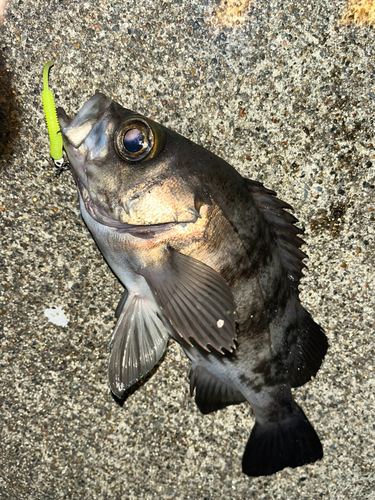 メバルの釣果