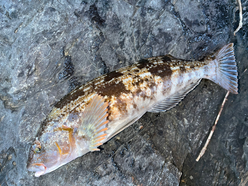 アイナメの釣果