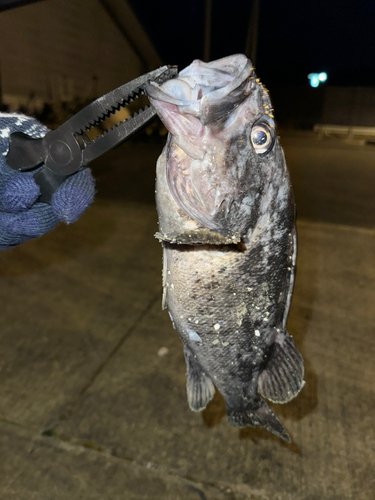 クロソイの釣果