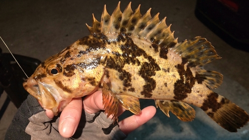 ベッコウゾイの釣果