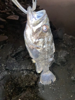 クロソイの釣果