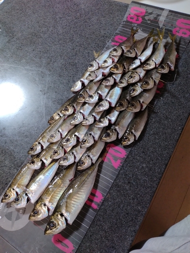 アジの釣果