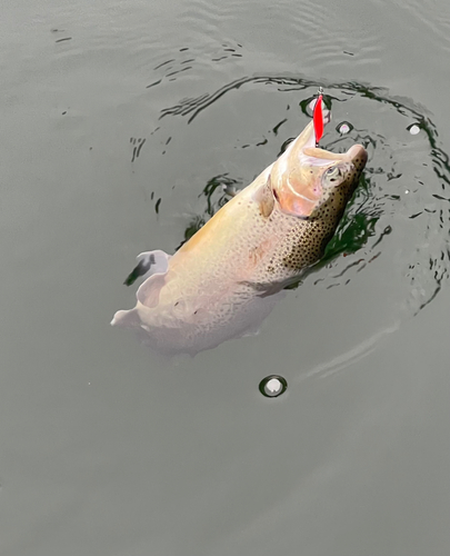 ニジマスの釣果