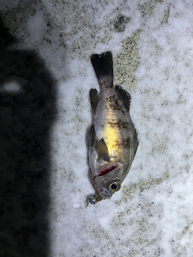 メバルの釣果