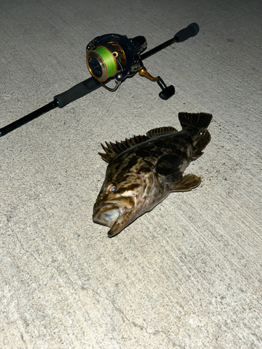 ベッコウゾイの釣果