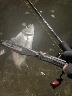 セイゴ（タイリクスズキ）の釣果