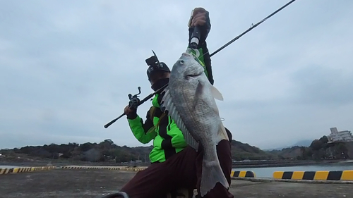 キビレの釣果