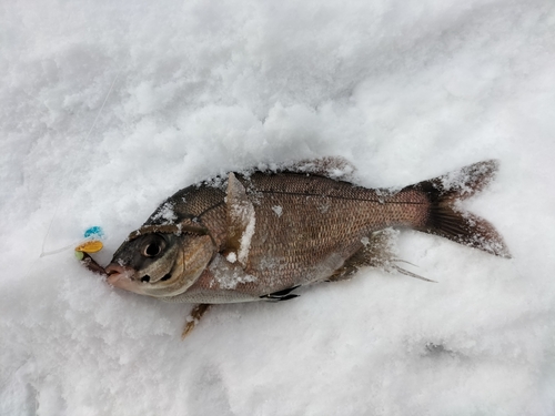 ウミタナゴの釣果