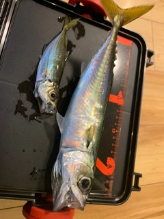 サバの釣果