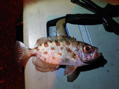 ゴマヒレキントキの釣果