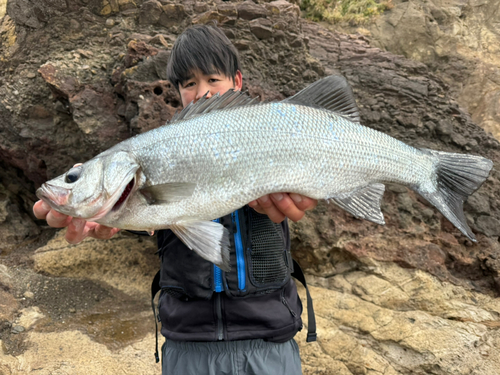 ヒラスズキの釣果