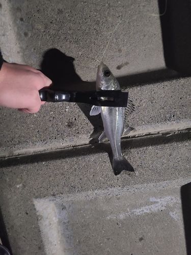 セイゴ（マルスズキ）