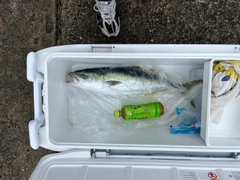 ハマチの釣果