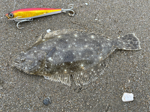 ソゲの釣果