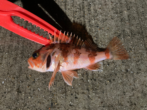 ユメカサゴの釣果