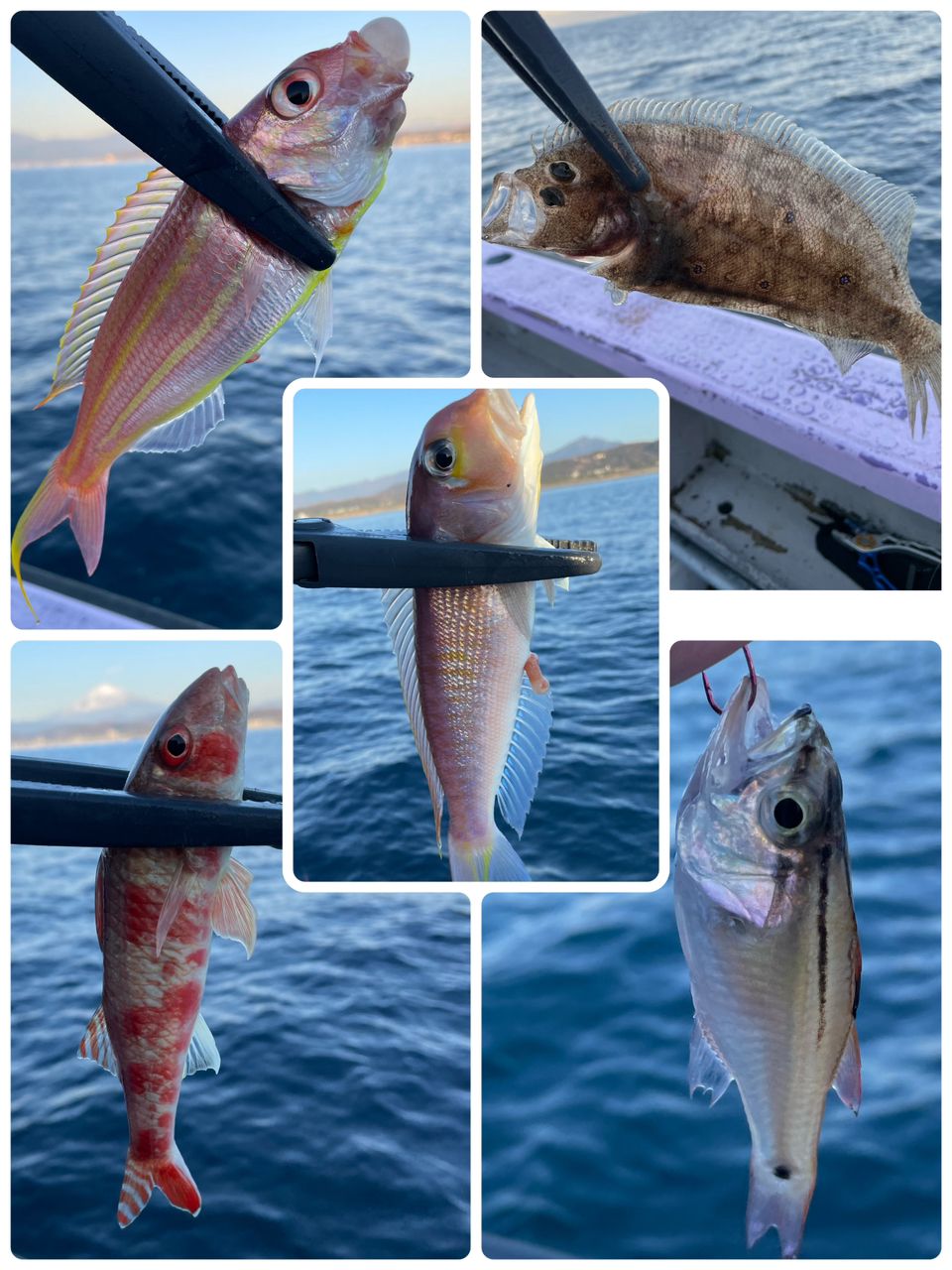 アングラーきんぐさんの釣果 2枚目の画像