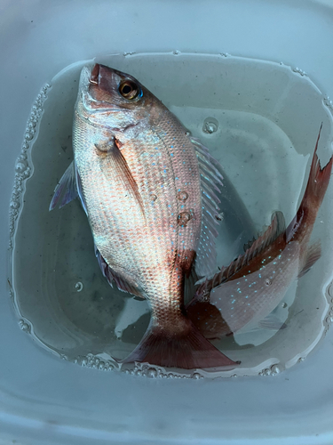 マダイの釣果