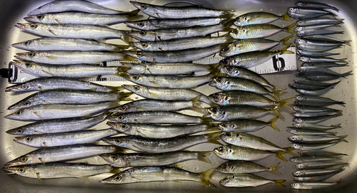 カマスの釣果