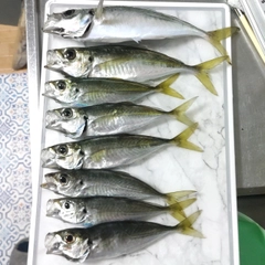 アジの釣果