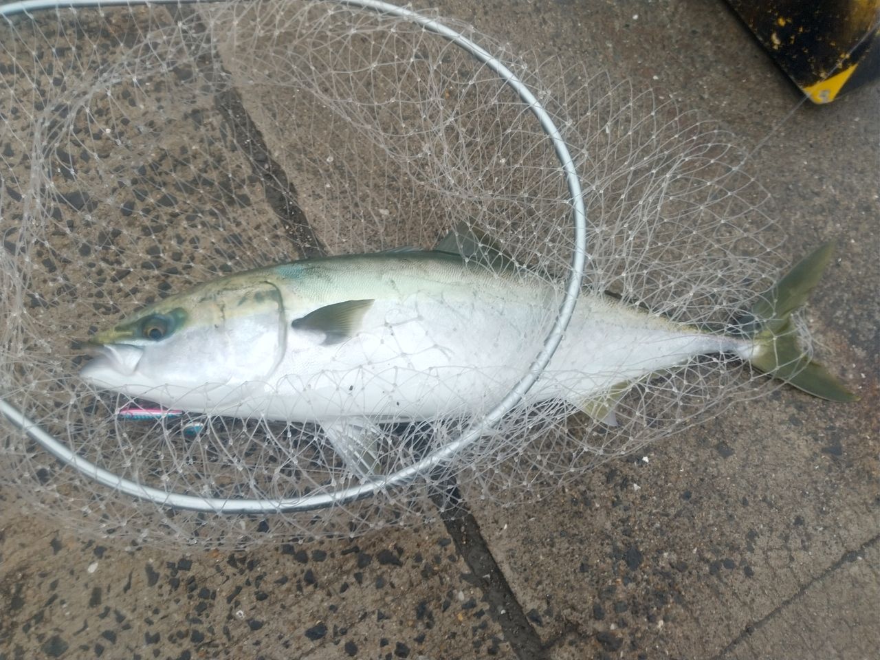 ヤズ