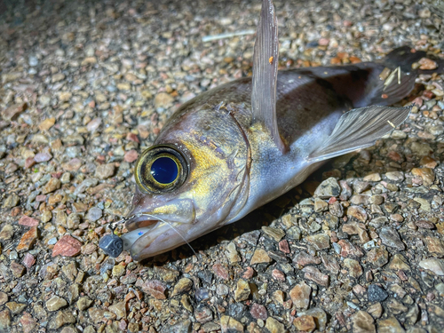 シロメバルの釣果