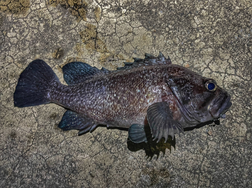 マゾイの釣果