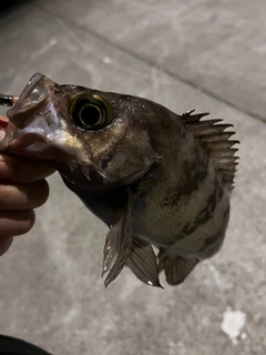 メバルの釣果