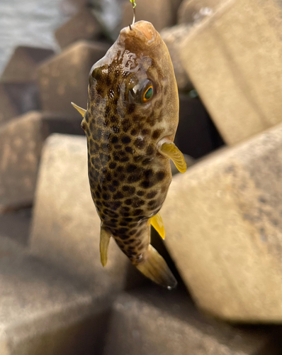 フグの釣果