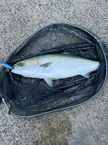 ヤズの釣果