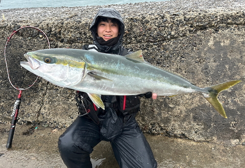 ブリの釣果