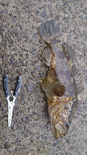 タケノコメバルの釣果