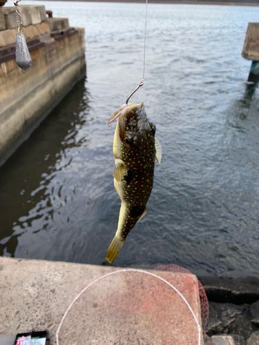 フグの釣果