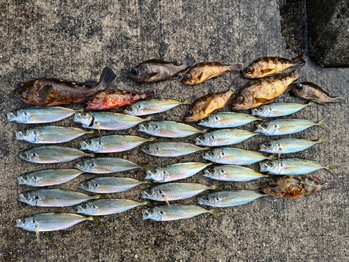 メバルの釣果