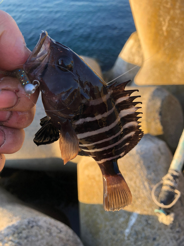 マハタの釣果