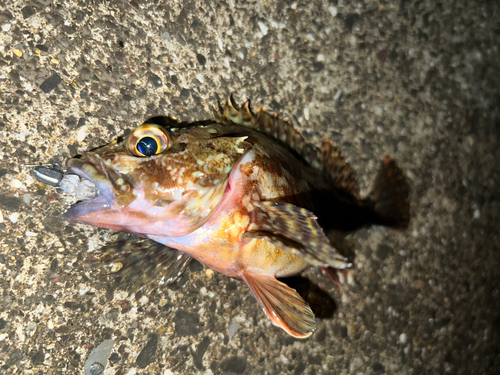 アラカブの釣果