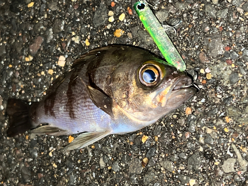 メバルの釣果