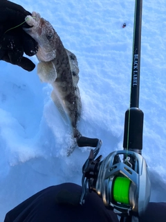 ホッケの釣果