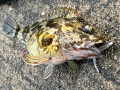 アラカブの釣果