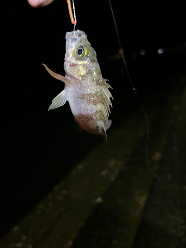 メバルの釣果