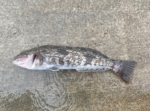 アイナメの釣果