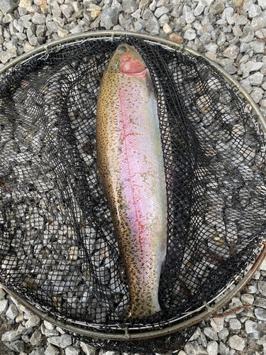 ニジマスの釣果