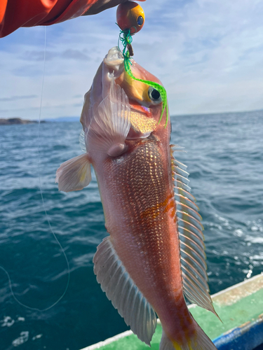 アマダイの釣果