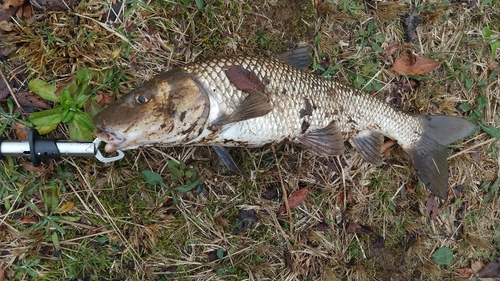 ニゴイの釣果