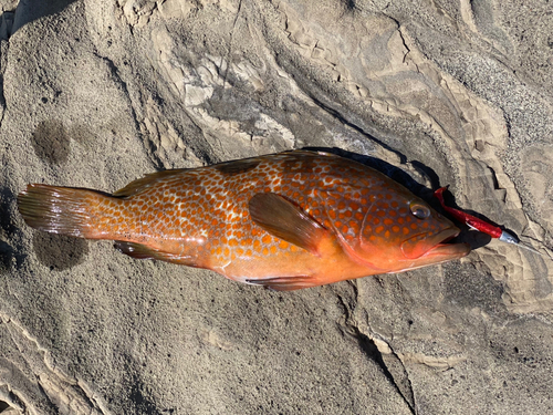 アコウの釣果