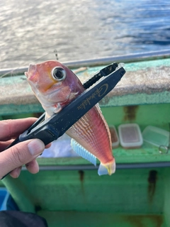 アマダイの釣果