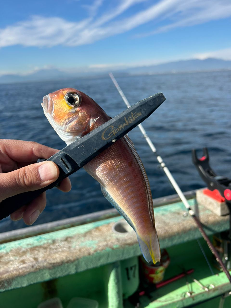 きンちゃンさんの釣果 3枚目の画像