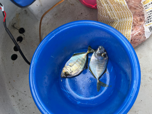 カイワリの釣果